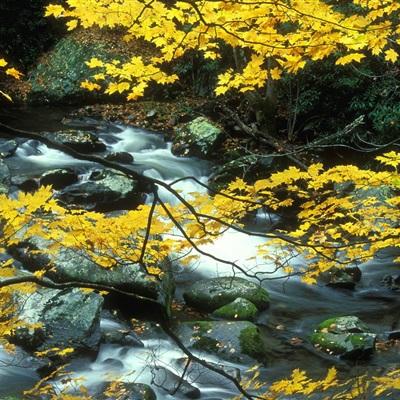 乐鱼综合APP下载